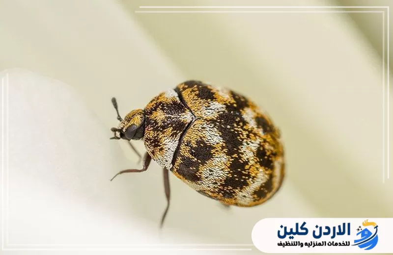 حشرات تشبه بق الفراش