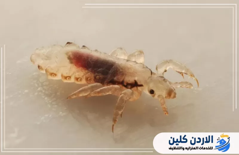 حوريات الصراصير