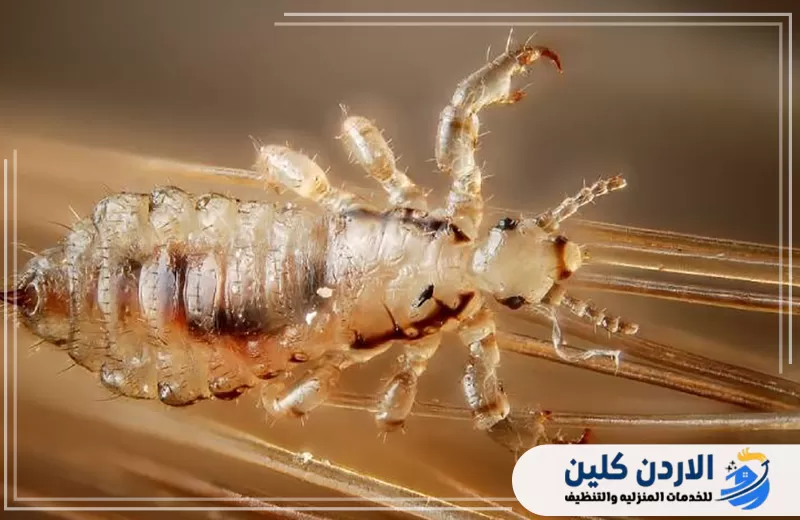 خنافس السجاد