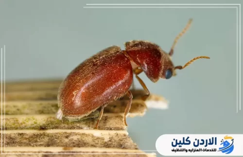 حشرات تشبه بق الفراش