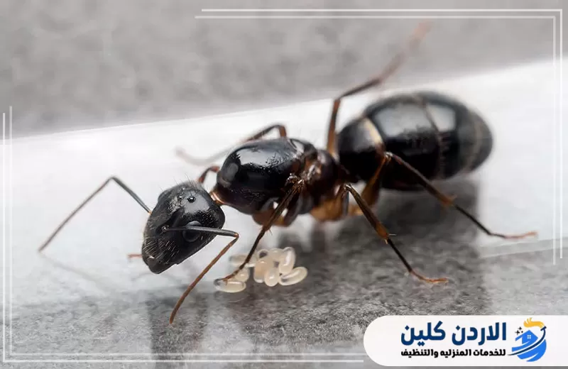 حشرات تظهر في الشتاء