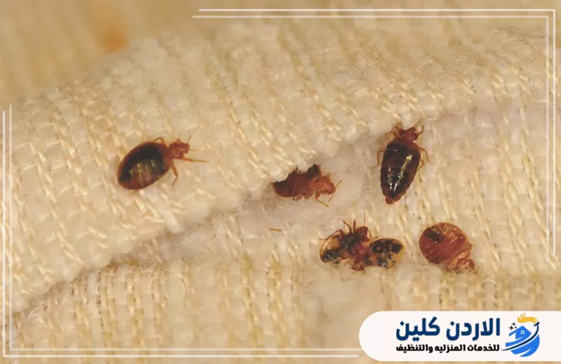 طرق الوقاية من الحشرات