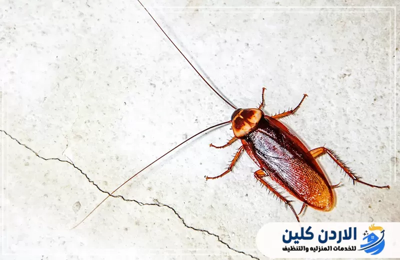 أنواع من الحشرات تنتشر في فصل الشتاء