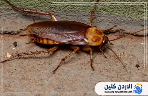 حشرات تظهر في الشتاء​