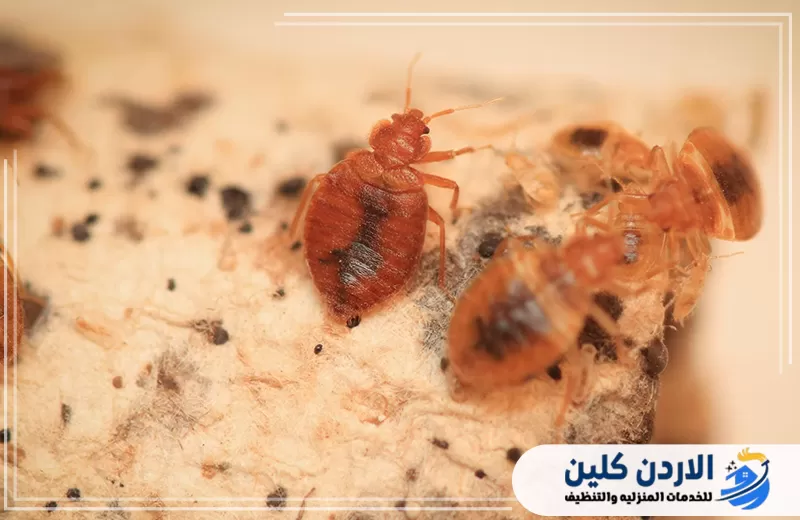علامات وجود بق الفراش
