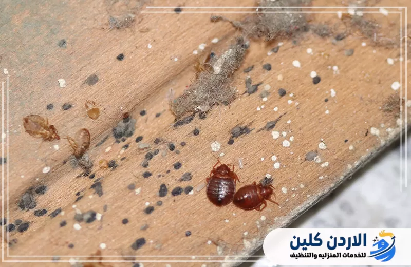 اسباب انتشار بق الفراش