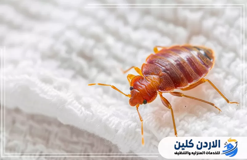 نصائح للوقاية من بق الفراش