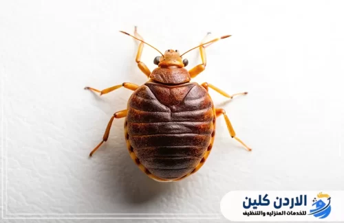 الفرق بين بق الفراش والبعوض