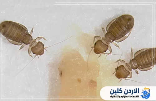 خنافس السجاد