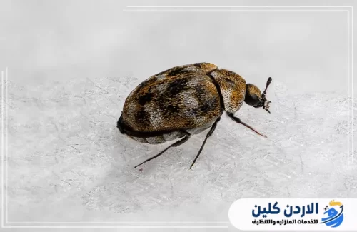 نصائح للتعرف عليها والتخلص منها