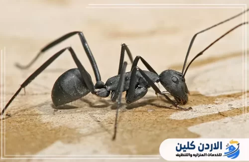 لماذا شركة الأردن كلين هي الأفضل في مكافحة حشرات الشتاء؟