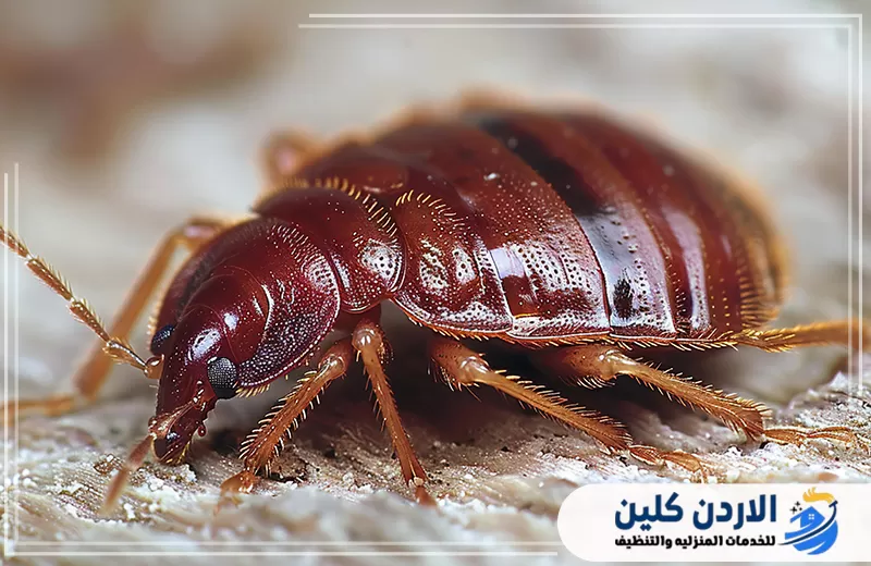 طرق الوقاية من الحشرات