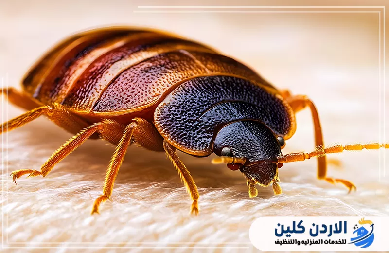 أعراض قرصى بق الفراش