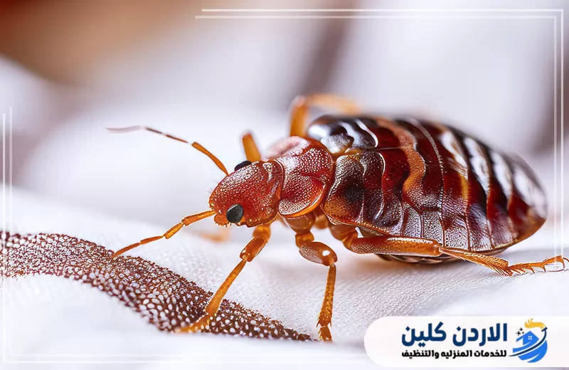 طرق مكافحة بق الفراش