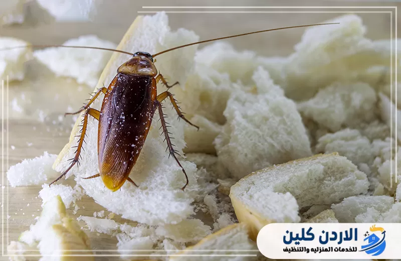 تأثير ارتفاع درجات الحرارة على زيادة أعداد الحشرات