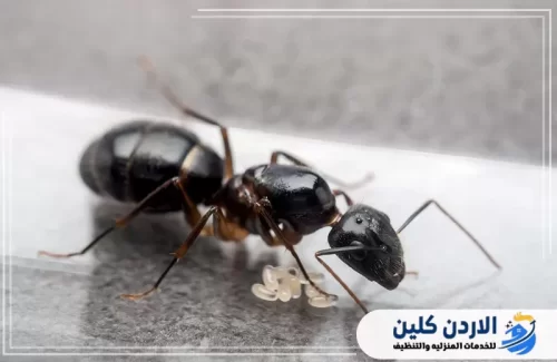 تداعيات زيادة أعداد الحشرات نتيجة لارتفاع درجات الحرارة