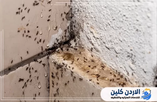 كيفية التعامل مع زيادة أعداد الحشرات بفعل ارتفاع درجات الحرارة