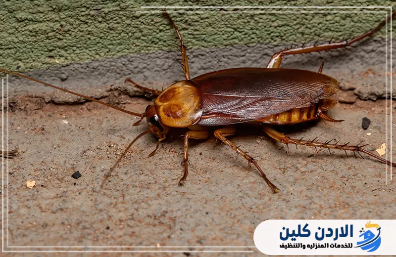 تواصل مع الأردن كلين للقضاء على الصراصير 0798779667. صرصور كبير قرب الجدار في لقطة توضح أحد الأنواع الشائعة التي تحتاج إلى مكافحة احترافية داخل المباني.