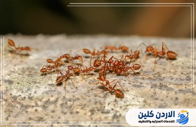 احجز خدمة مكافحة النمل في الأردن الآن 0798779667. تجمع كبير من النمل على سطح خارجي يوضح انتشار المستعمرة والحاجة إلى معالجة مصادرها وأماكن حركتها.