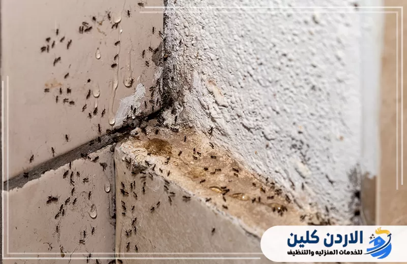 اطلب معالجة انتشار النمل من الاردن كلين 0798779667. انتشار النمل بكثافة عند زاوية الجدار مع ظهور مسارات واضحة تحتاج إلى معالجة للحد من استمرار الإصابة.