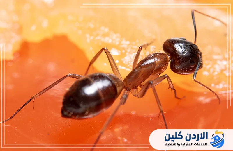 تواصل معنا لخدمة مكافحة النمل في الأردن 0798779667. صورة مقربة لنملة على سطح غذائي توضح طبيعة الحشرة التي قد تنتشر بحثا عن الطعام داخل المنازل.