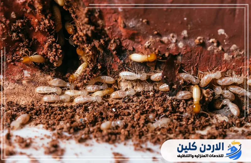 شركة مكافحة النمل الأبيض في الأردن