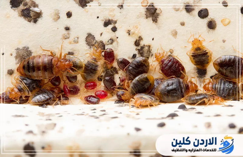 احجز مكافحة بق الفراش في الأردن الآن 0798779667. تجمع واضح لبق الفراش بمراحله المختلفة على سطح مصاب، ما يوضح شدة الإصابة والحاجة إلى مكافحة سريعة.