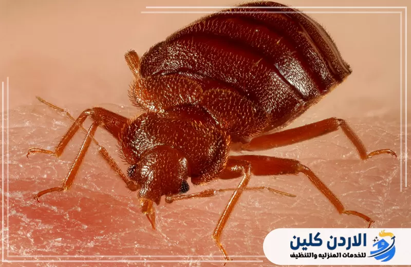 اطلب خدمة إبادة بق الفراش من الاردن كلين 0798779667. صورة مقربة لحشرة بق الفراش على الجلد توضح شكلها الحقيقي وأهمية اكتشاف الإصابة مبكرا.
