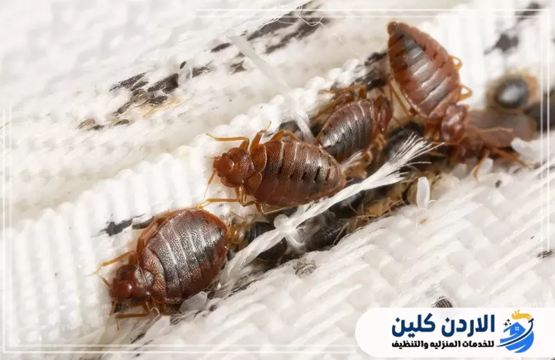 تواصل معنا لمكافحة بق الفراش نهائيا 0798779667. عدة حشرات بق فراش بين ألياف وخياطات القماش، وهو نمط شائع في حالات انتشار الإصابة داخل الأسرة.