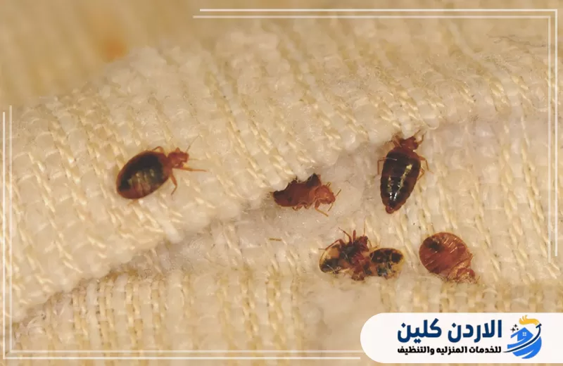 اتصل على 0798779667 لعلاج بق الفراش بق الفراش مختبئ بين طيات القماش، وهي من أكثر أماكن الاختباء الشائعة داخل المفروشات والمراتب.