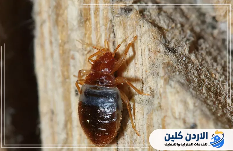 شركة مكافحة بق الفراش في الأردن