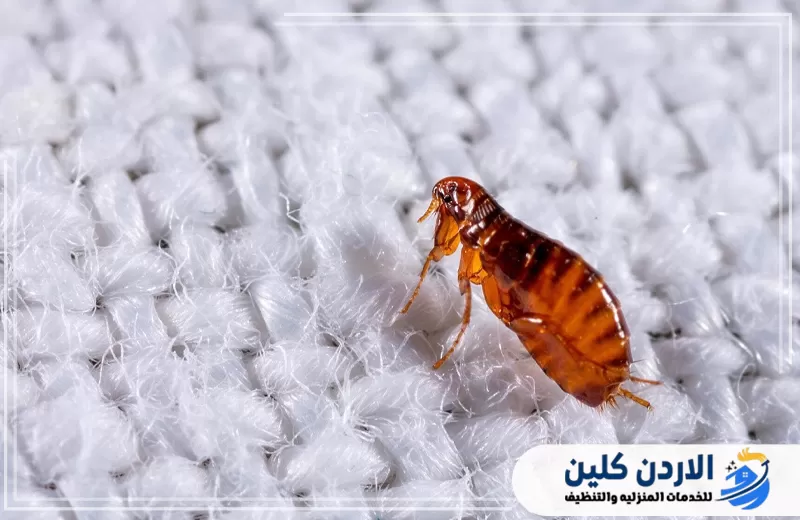 اطلب مكافحة براغيث السجاد من الأردن كلين 0791561666. برغوث ظاهر بين ألياف السجاد، وهي من المناطق التي قد تختبئ فيها الحشرات وتحتاج إلى معالجة دقيقة.