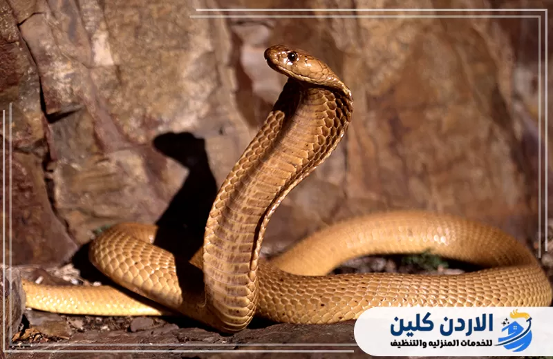 اطلب خدمة مكافحة الأفاعي في الأردن اليوم 0791561666. أفعى كوبرا في بيئة صخرية توضح أهمية الفحص السريع ومعالجة أماكن اختباء الأفاعي قبل تفاقم المشكلة.