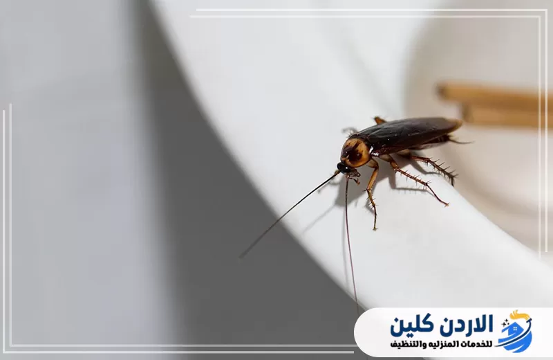 احجز خدمة مكافحة الصراصير في الأردن الآن 0798779667. صورة مقربة لصرصور داخل المنزل توضح الحاجة إلى سرعة التدخل والبدء في مكافحة الصراصير قبل انتشارها.