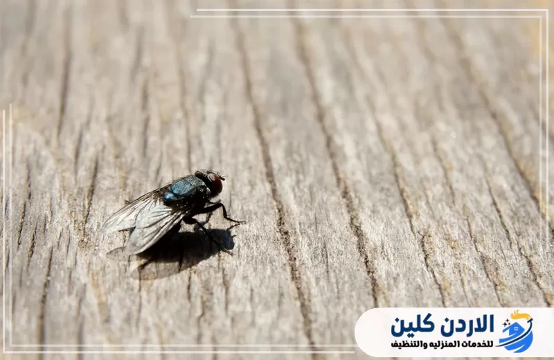 ذبابة صغيرة على سطح خشبي توضح أهمية مكافحة الذباب في المنشآت والاماكن التجارية في الأردن.