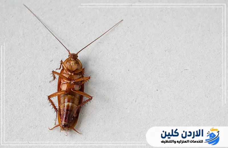اتصل على 0798779667 واطلب خدمة المكافحة صرصور بعد المكافحة في صورة تعبر عن فعالية المعالجة ودقة التعامل مع أماكن انتشار الحشرات.