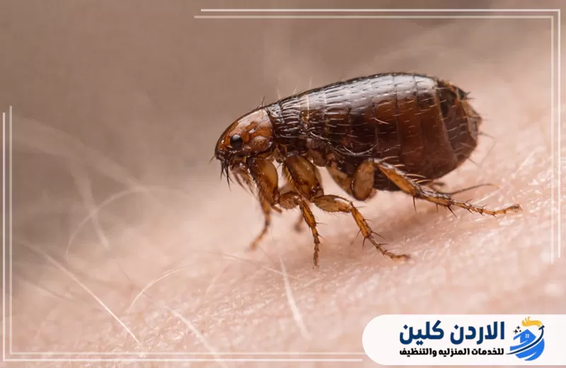 احجز خدمة مكافحة البراغيث في الأردن الآن 0791561666. صورة مقربة لبرغوث على الجلد توضح حجمه الصغير وقدرته على الاختباء والانتقال داخل المنازل.
