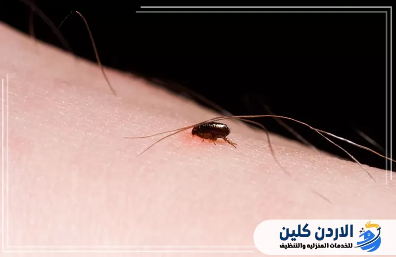 احجز معالجة انتشار البراغيث في الأردن 0791561666. برغوث صغير على الجلد في صورة توضح صعوبة ملاحظته بالعين وسرعة انتقاله بين الأشخاص والأسطح.