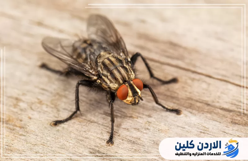 ذبابة منزلية على سطح خشبي توضح الحاجة إلى مكافحة الذباب في المطاعم والمنشآت في الأردن.