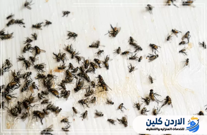 تجمع كبير من الذباب على سطح يوضح حالات انتشار الذباب التي تتطلب مكافحة موجهة داخل المنشآت.