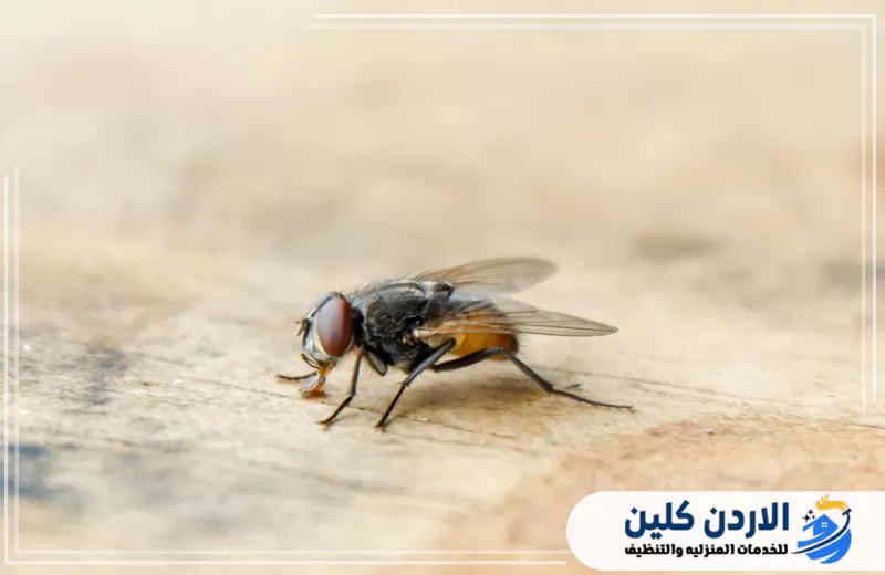ذبابة ظاهرة على سطح داخلي ضمن صور توضيحية لخدمات مكافحة الذباب والآفات في الأردن.