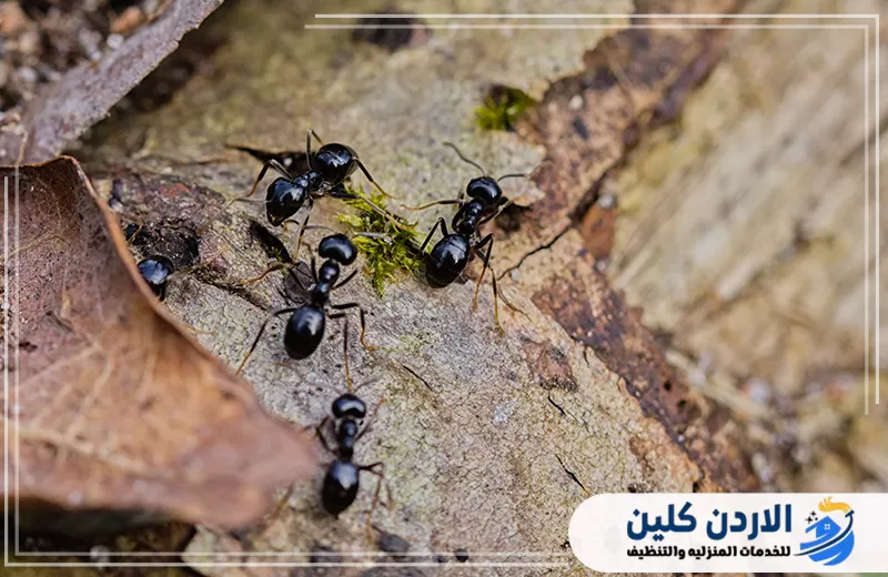 شركة مكافحة النمل في الأردن