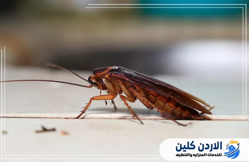 احجز زيارة فني مكافحة الصراصير الآن 0798779667. صرصور يتحرك على سطح داخلي في مشهد يوضح أهمية المعالجة السريعة لمنع تكاثر الصراصير داخل المنزل.