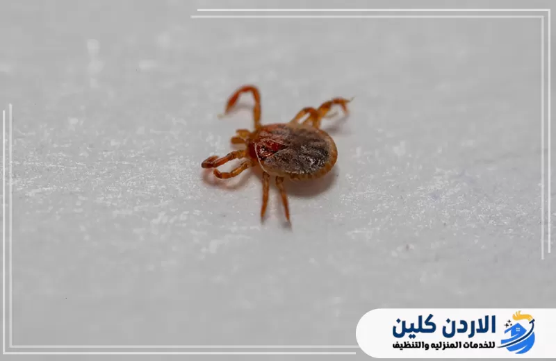 قرادة صغيرة على سطح داخلي توضح صعوبة ملاحظتها والحاجة إلى فحص أماكن انتشارها المحتملة.