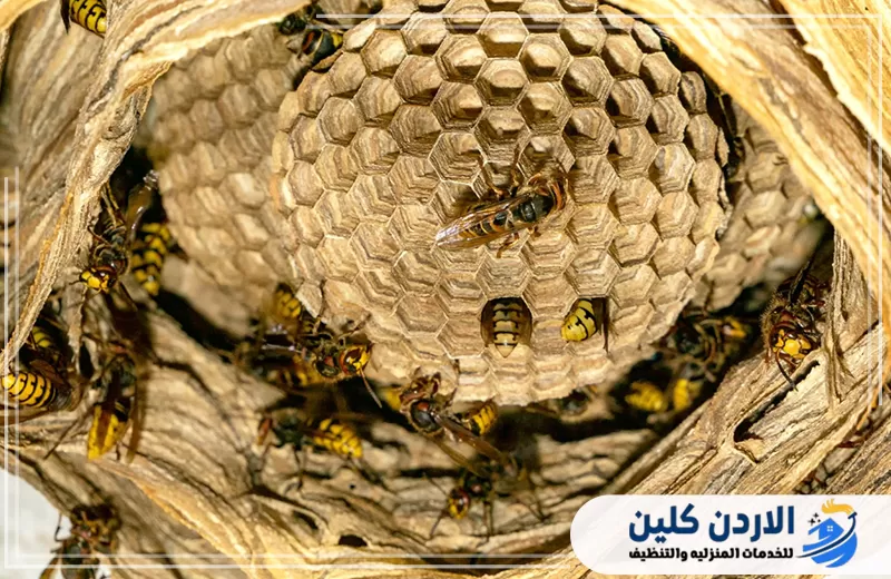 عش دبابير كبير بين أجزاء خشبية مع وجود عدد من الحشرات حول العش ومداخله.