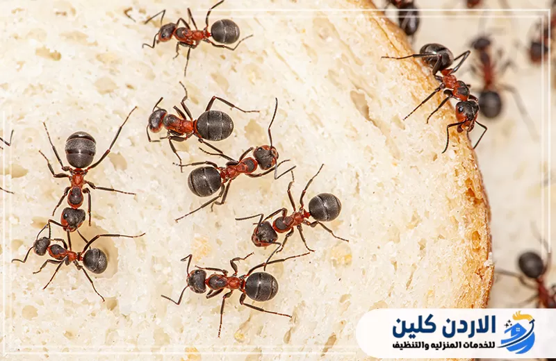 احجز مكافحة نمل المطابخ في الأردن الآن 0798779667. نمل متجمع حول الطعام في صورة توضح أسباب انتشاره داخل المطابخ وأهمية معالجة مصادر الغذاء ومسارات الحركة.