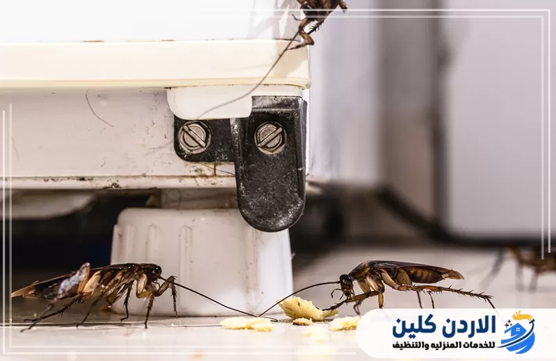 شركة مكافحة الصراصير في الأردن
