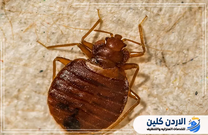 احجز فحص مراتب ومكافحة بق الفراش اليوم 0798779667. بق الفراش ظاهر على نسيج السرير في لقطة توضح قدرة الحشرة على الاختباء داخل الأقمشة والمفروشات.