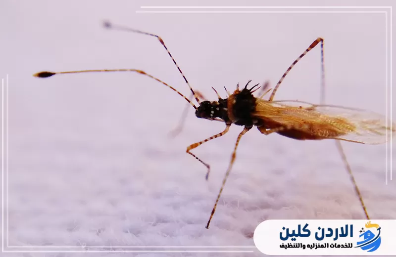 بعوضة بالغة تظهر عن قرب في صورة توضح طبيعة الحشرة التي قد تنتشر داخل المنازل والمناطق الرطبة.