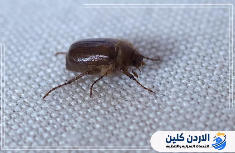 شركة مكافحة القراد في الأردن